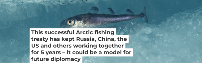 An Arctic cod (Boreogadus saida) swims under the ice. Erling Svensen/Artsdatabanken, CC BY